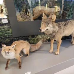 Baranavichy Regional Museum - Baranavichy