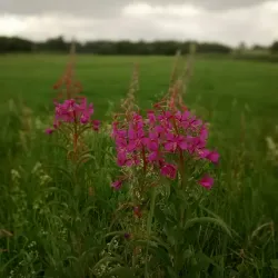 Svislach River Embankment - Barysaw (Borisov)