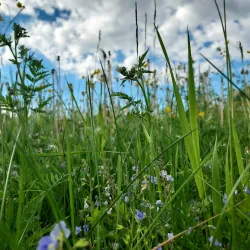 Lake Rychy - Braslav