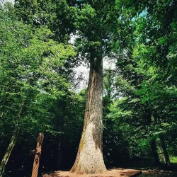 Belovezhskaya Pushcha National Park - Brest