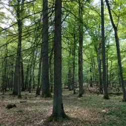 Belovezhskaya Pushcha National Park - Brest