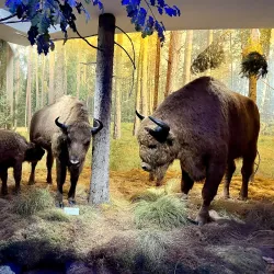 Belovezhskaya Pushcha National Park - Brest