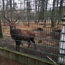 Belovezhskaya Pushcha National Park - Brest