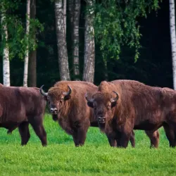 Belovezhskaya Pushcha National Park - Brest