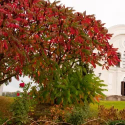 St. Nicholas Church - Brest
