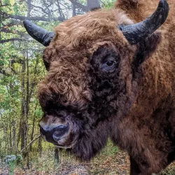 Nature Reserve near Dubrovna - Dubrovna