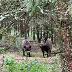 Nature Reserve near Dubrovna - Dubrovna
