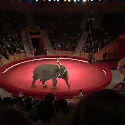 Gomel State Circus - Gomel