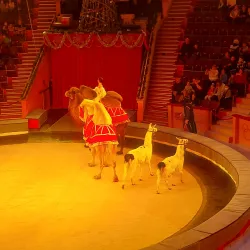 Gomel State Circus - Gomel