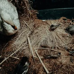 Maladzyechna City Museum - Maladzyechna (Molodechno)