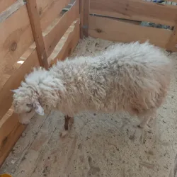 Maladzyechna City Museum - Maladzyechna (Molodechno)