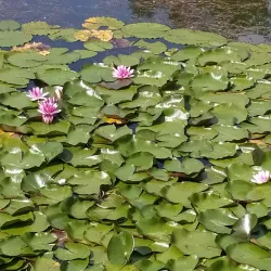 Central Botanical Garden - Minsk