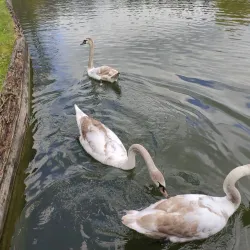 Central Botanical Garden - Minsk