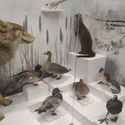 Slutsk Museum of Local Lore - Slutsk