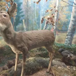 Viciebsk Regional Museum - Viciebsk (Vicebsk