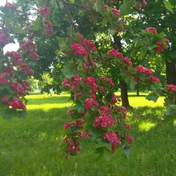 Zhlobin City Park - Zhlobin