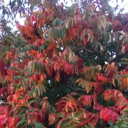 Park Ter Heide - Aalst