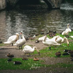 The Beguinage of Aalst - Aalst