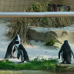 Antwerp Zoo - Antwerp