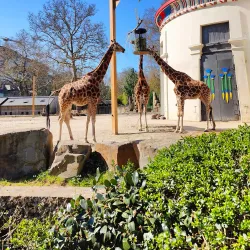 Antwerp Zoo - Antwerp