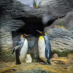 Antwerp Zoo - Antwerp