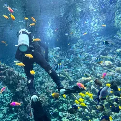 Antwerp Zoo - Antwerp