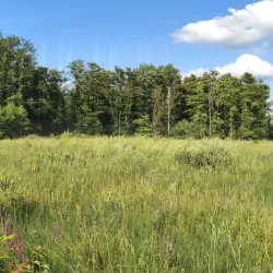 Beringen Nature Reserve (Natuurgebied Beringen) - Beringen