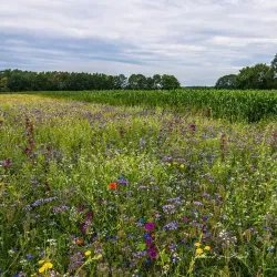Beringen Town Hall (Stadhuis Beringen) - Beringen