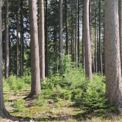 Bertrix Forests and Hiking Trails - Bertrix