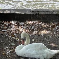 Minnewater Lake (Lake of Love) - Brugge