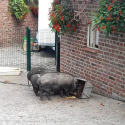 Parc du Lion - Comines-Warneton