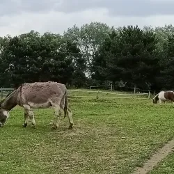 Parc du Lion - Comines-Warneton