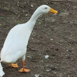 Parc du Lion - Comines-Warneton