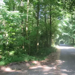 Bois de la Houssière - Court-St.-Etienne