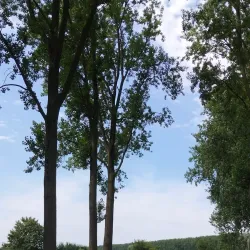 The Damse Vaart - Damme