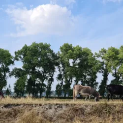 The Old City Walls - Damme