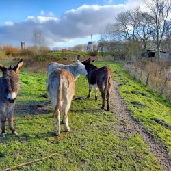 The Old City Walls - Damme