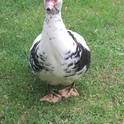City Park (Stadspark) - Dendermonde