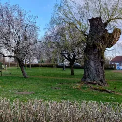 City Park (Stadspark) - Dendermonde