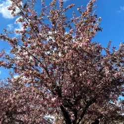 Dender River Walks - Dendermonde