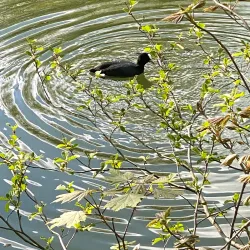 Dender River Walks - Dendermonde