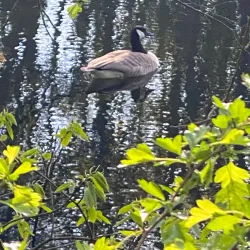 Dender River Walks - Dendermonde