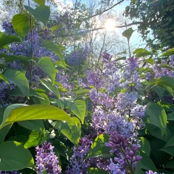 Dender River Walks - Dendermonde