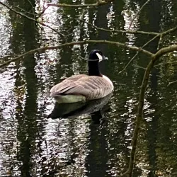 Dender River Walks - Dendermonde