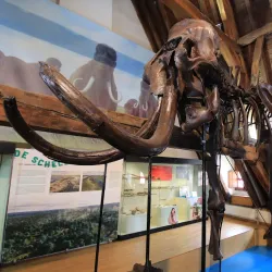 Dendermonde Museum - Dendermonde