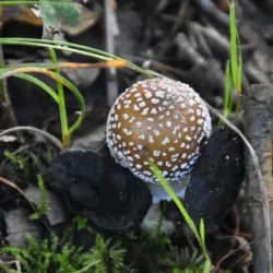 De Wijers Nature Reserve - Dilsen-Stokkem