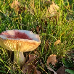 De Wijers Nature Reserve - Dilsen-Stokkem