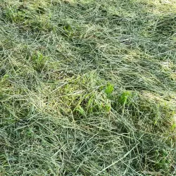 Maas River - Dilsen-Stokkem