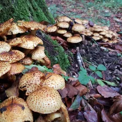 Arboretum de Gembloux - Gembloux