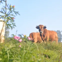 La Ferme de la Houssière - Gembloux